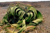 Welwitschia-mirabilis
