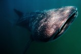 Whale shark Paindane