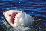 JAR Gansbaai - velký bílý žralok