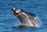 Pravá jižní velryba dování u břehů Gansbaai