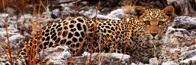 leopard Etosha Namíbie