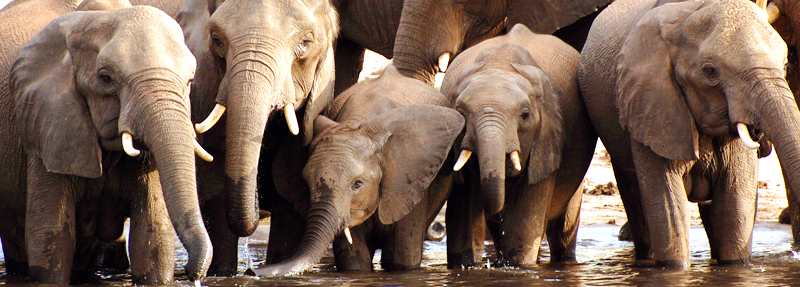 NP Chobe Botswana elefants