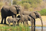 elefants in Caprivi