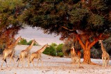 Girafes in Purros