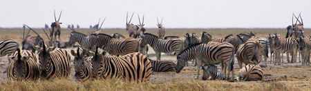 Etosha a stáda u napajedla