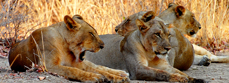 smečka lvic South Luangwa